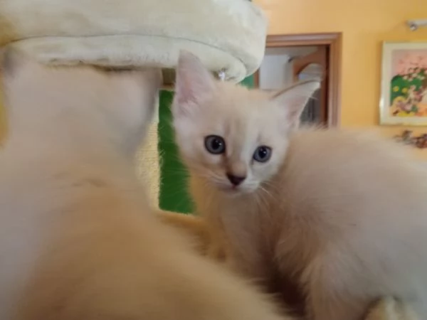 Regalo 2 gattine incrocio di Ragdoll | Foto 6