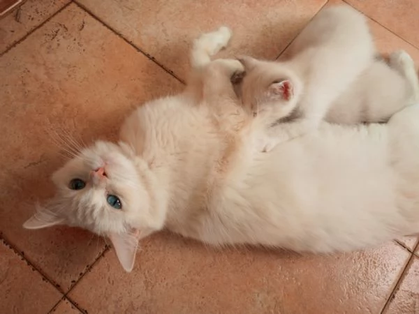 Regalo 2 gattine incrocio di Ragdoll | Foto 5