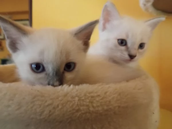 Regalo 2 gattine incrocio di Ragdoll | Foto 4