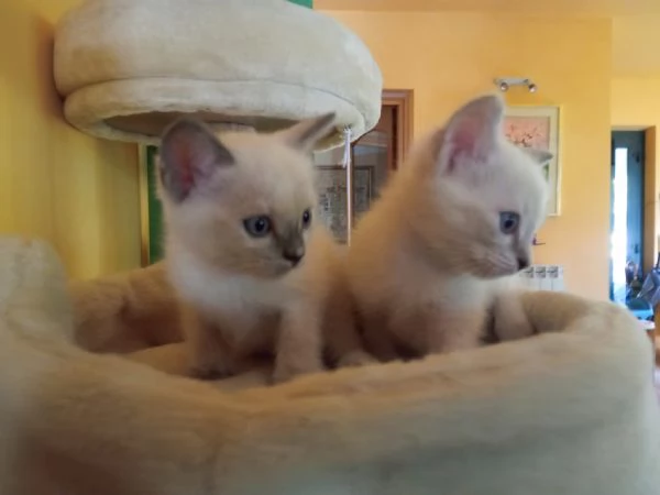 Regalo 2 gattine incrocio di Ragdoll | Foto 3