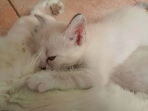 Regalo 2 gattine incrocio di Ragdoll | Foto 2