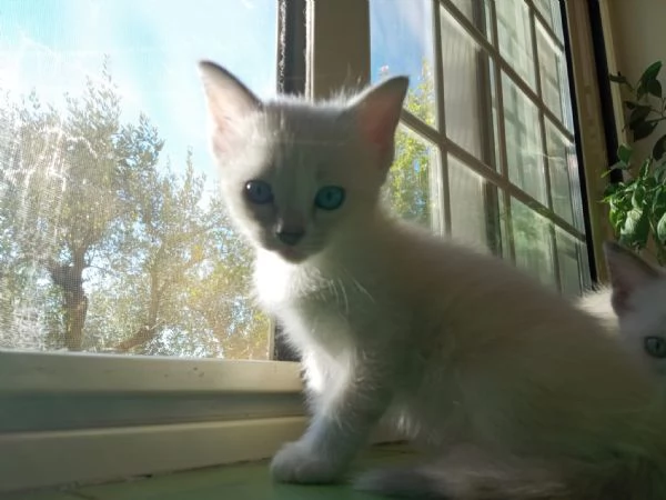 Regalo 2 gattine incrocio di Ragdoll | Foto 1