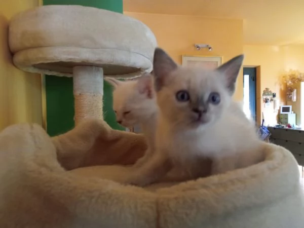 Regalo 2 gattine incrocio di Ragdoll | Foto 0