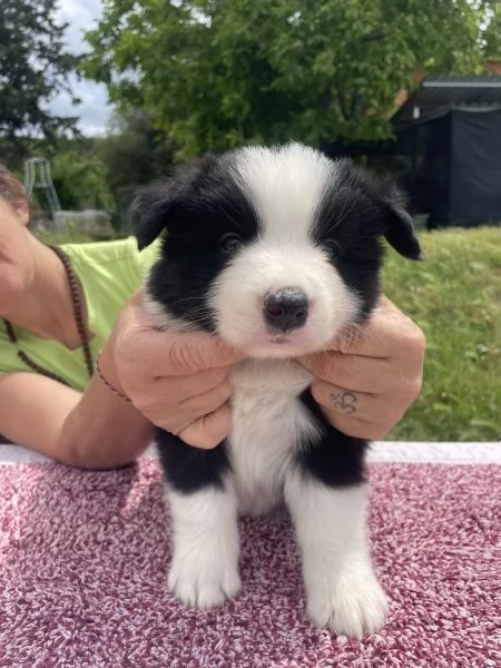 Border Collie Cuccioli