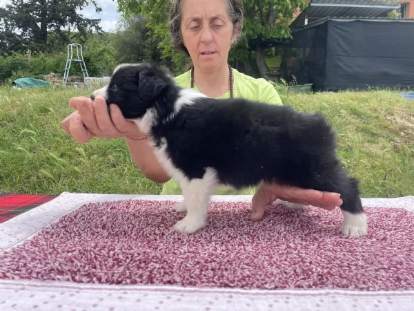 Border Collie Cuccioli | Foto 5
