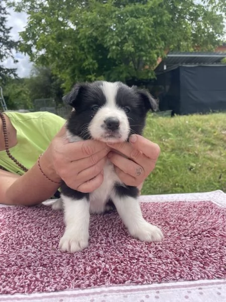 Border Collie Cuccioli | Foto 4