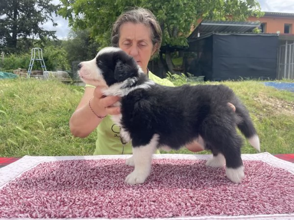 Border Collie Cuccioli | Foto 3