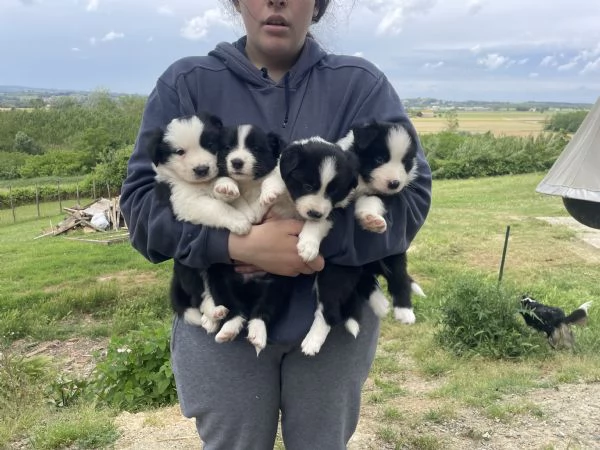 Border Collie Cuccioli | Foto 2