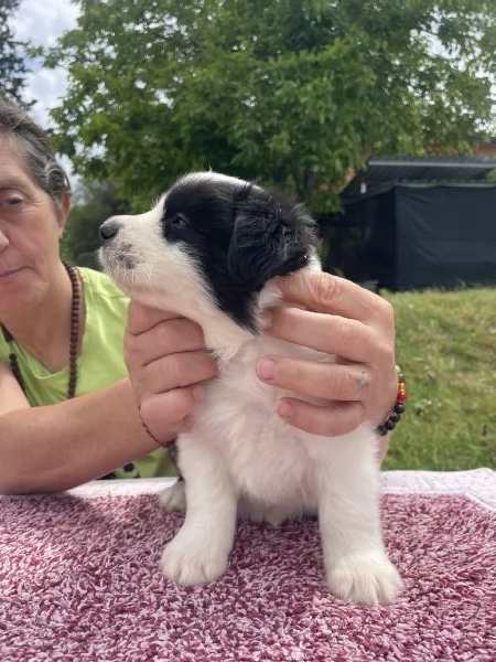 Border Collie Cuccioli | Foto 1