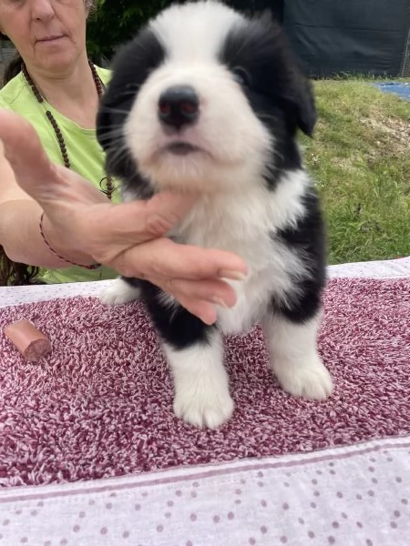 Border Collie Cuccioli | Foto 0