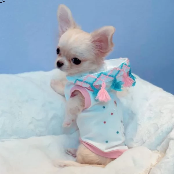 cerco chihuahua in regalo | Foto 4