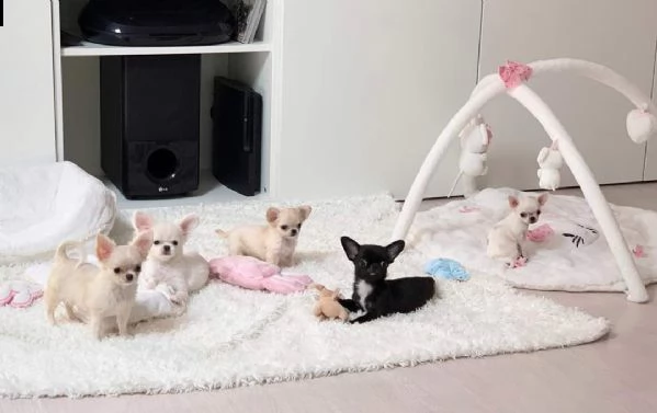 cerco chihuahua in regalo