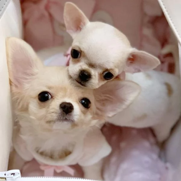cerco chihuahua in regalo | Foto 3