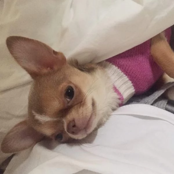 cerco chihuahua in regalo | Foto 1