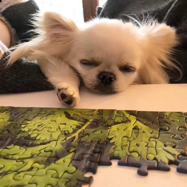 cerco chihuahua in regalo | Foto 0
