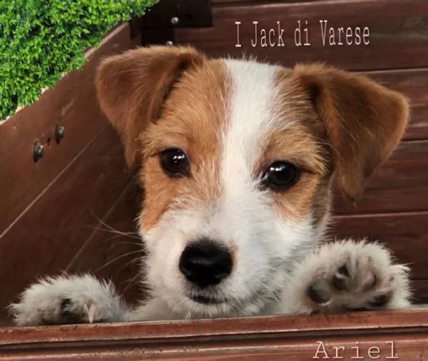 jack russell cuccioli pedigree enci  | Foto 4