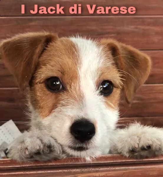 jack russell cuccioli pedigree enci  | Foto 2