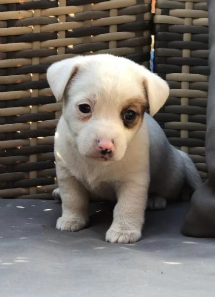 Jack Russell cuccioli  | Foto 4