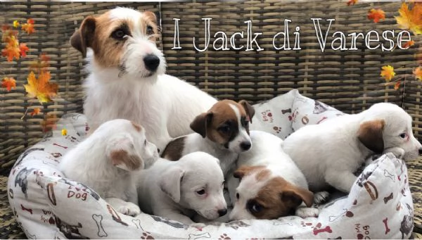 Jack Russell cuccioli  | Foto 3