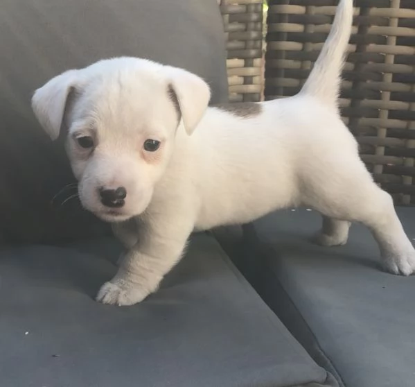 Jack Russell cuccioli  | Foto 2