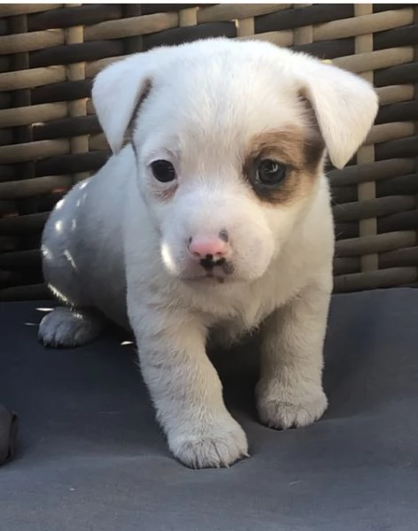Jack Russell cuccioli  | Foto 1