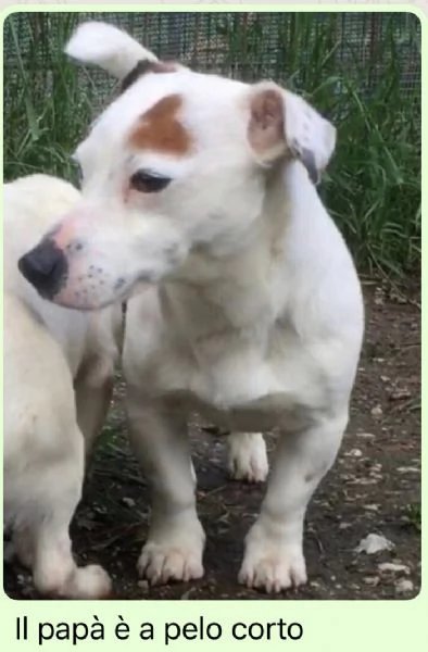 Jack Russell cuccioli  | Foto 0