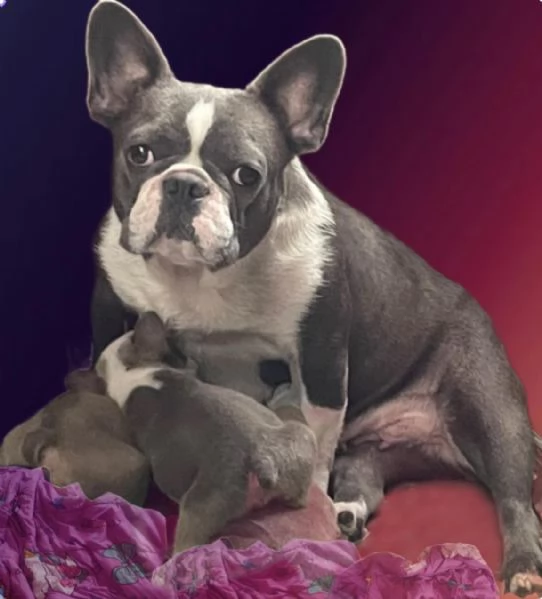 Bulldog francese Blue (simil)
