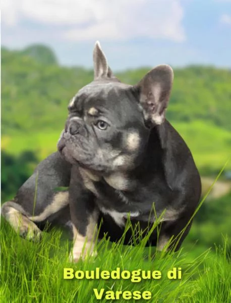 Bulldog francese Blue (simil) | Foto 4