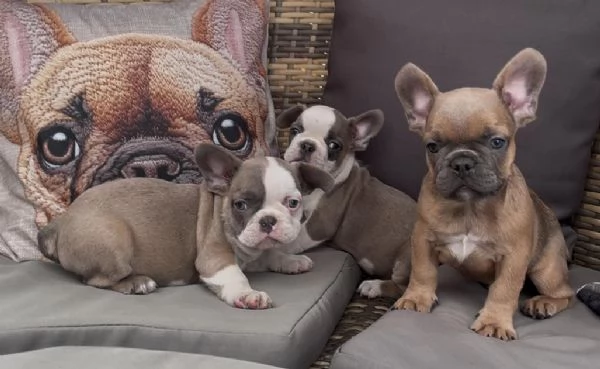 Bulldog francese Blue (simil) | Foto 3