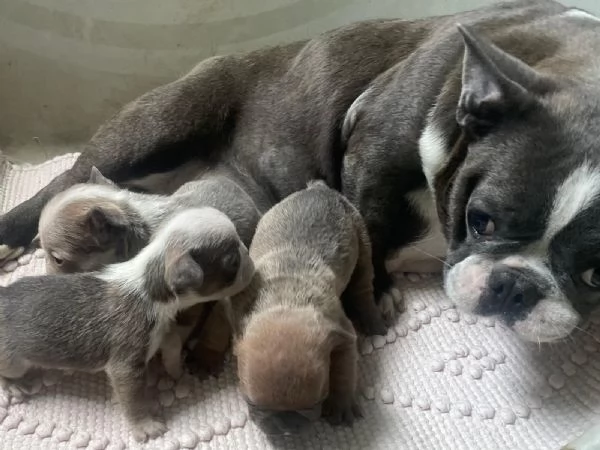 Bulldog francese Blue (simil) | Foto 2