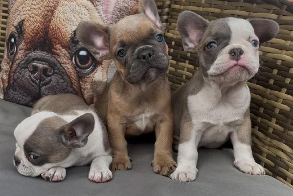 Bulldog francese Blue (simil) | Foto 1