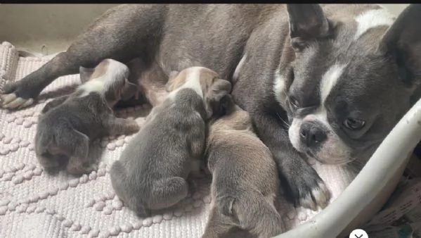 Bulldog francese Blue (simil) | Foto 0