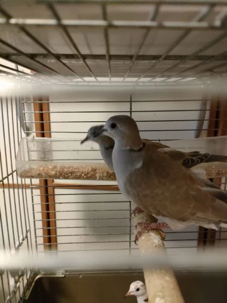 tortore dal collare | Foto 5