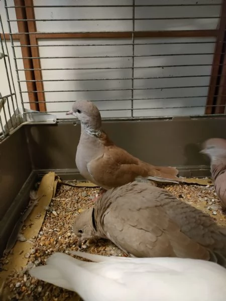 tortore dal collare | Foto 4