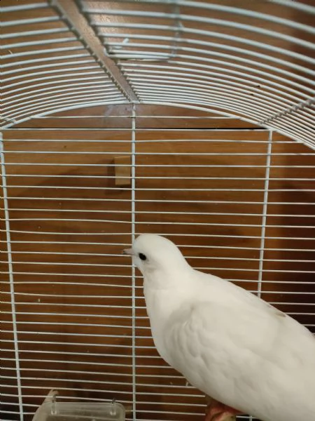 tortore dal collare | Foto 3