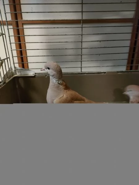 tortore dal collare | Foto 1