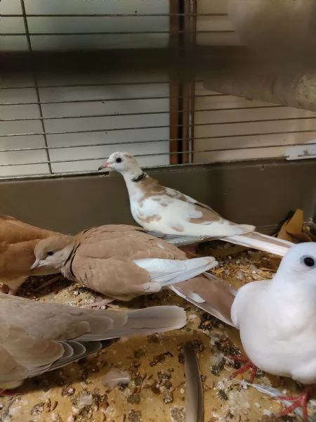 tortore dal collare | Foto 0