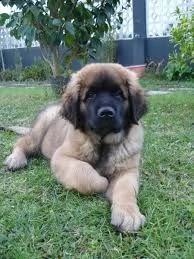cuccioli leonberger disponibili