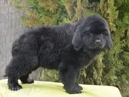 cuccioli di terranova disponibili