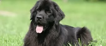 cuccioli di terranova disponibili | Foto 0