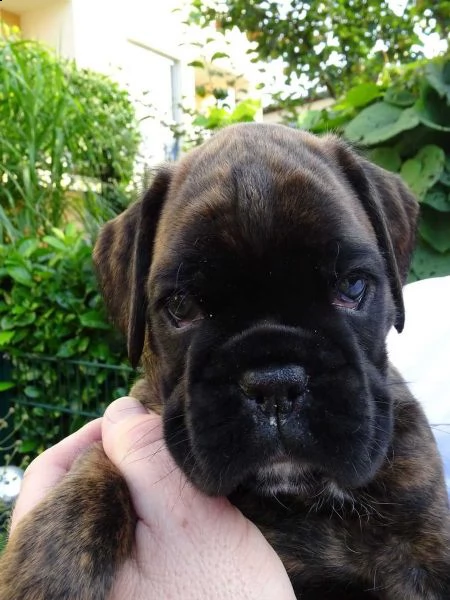 boxer cuccioli