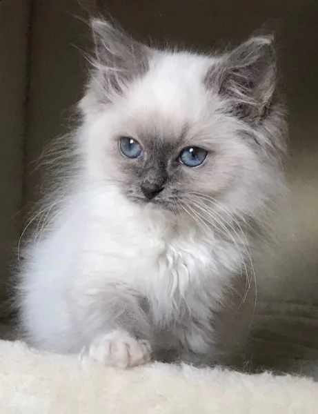 cucciolo maschio di razza ragdoll.   | Foto 0