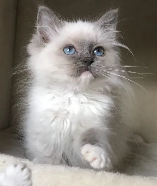 cucciolo maschio di razza ragdoll.  