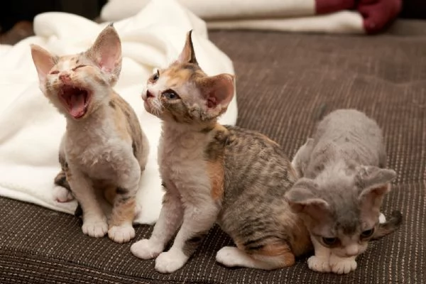 devon rex cuccioli con pedigree | Foto 2