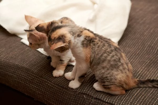 devon rex cuccioli con pedigree | Foto 1