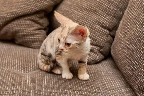 devon rex cuccioli con pedigree | Foto 0