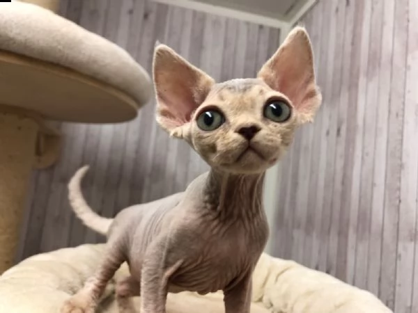 devon rex cuccioli con pedigree