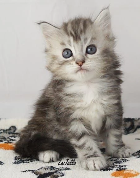 cuccioli gatto maine coon | Foto 2
