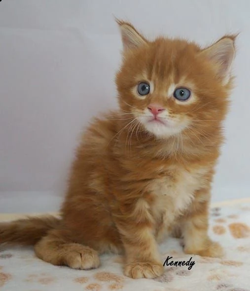 cuccioli gatto maine coon