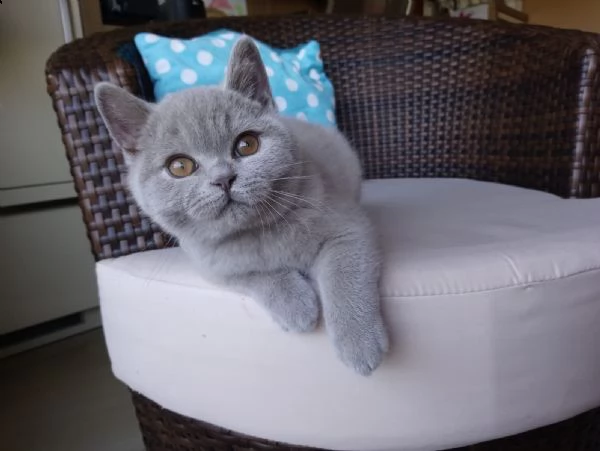 cuccioli british shorthair | Foto 3